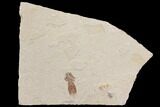 Fossil Mantis Shrimp (Pseudosculda) - Lebanon #147185-1